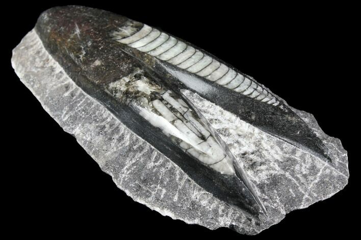 Polished Orthoceras (Cephalopod) Fossils - Morocco #96608